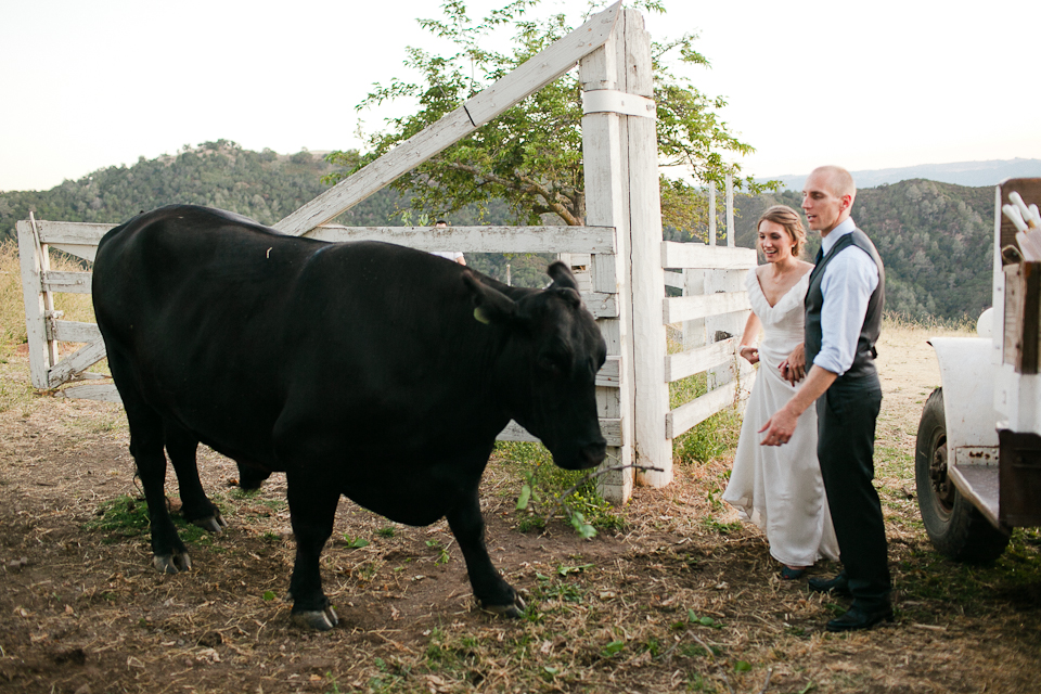 jasmine lee photography, ranch wedding, walnut creek wedding photographer, farm wedding, outdoor rustic wedding, cattle, emu