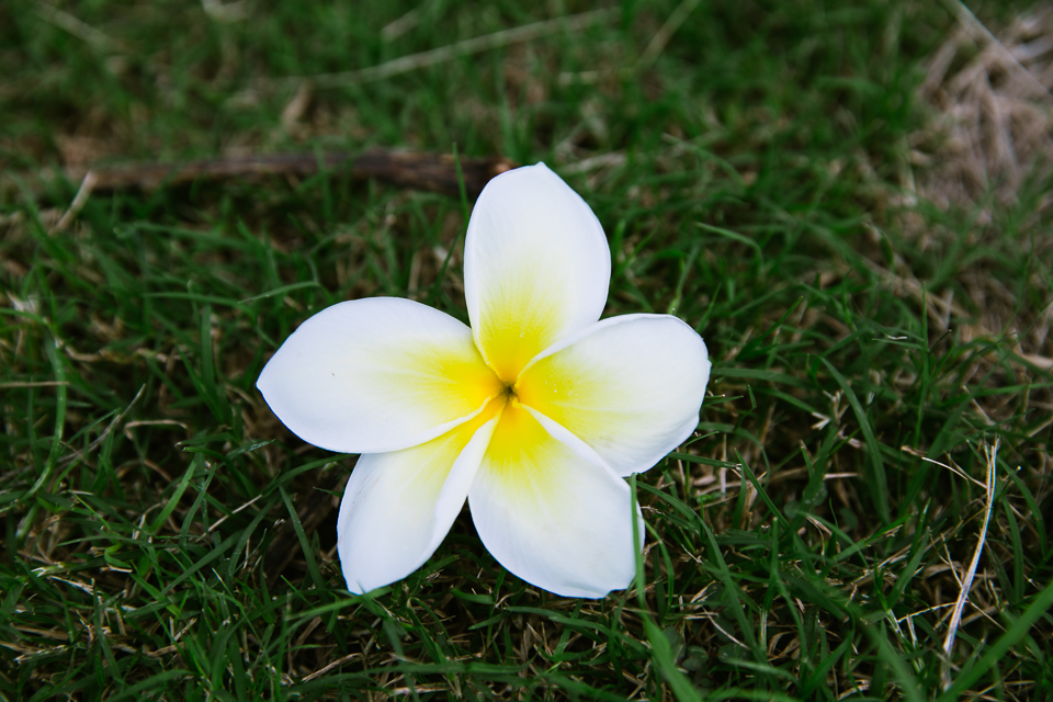 jasmine_lee_photography_kauai_007