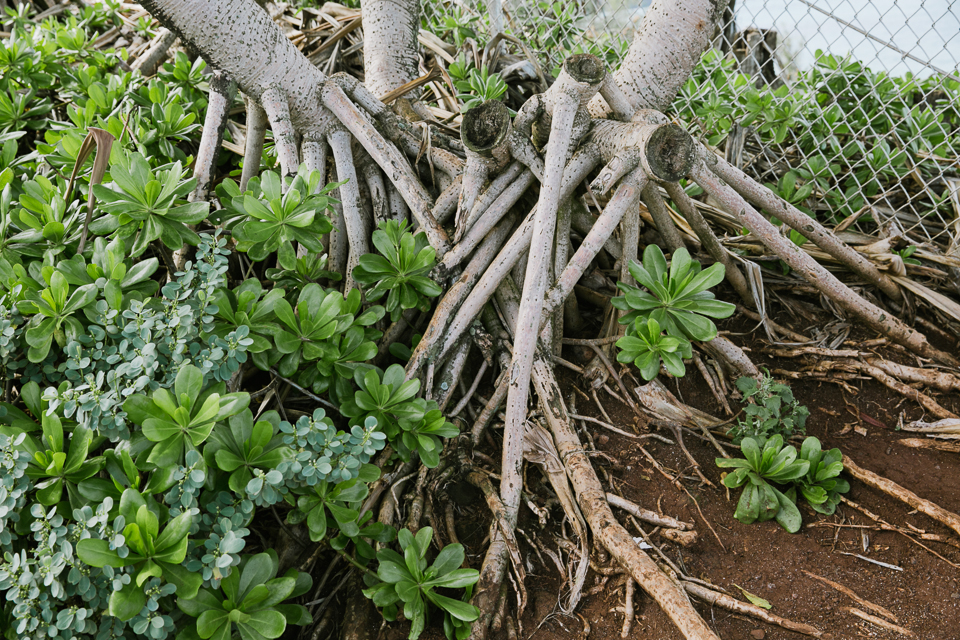 jasmine_lee_photography_kauai_022