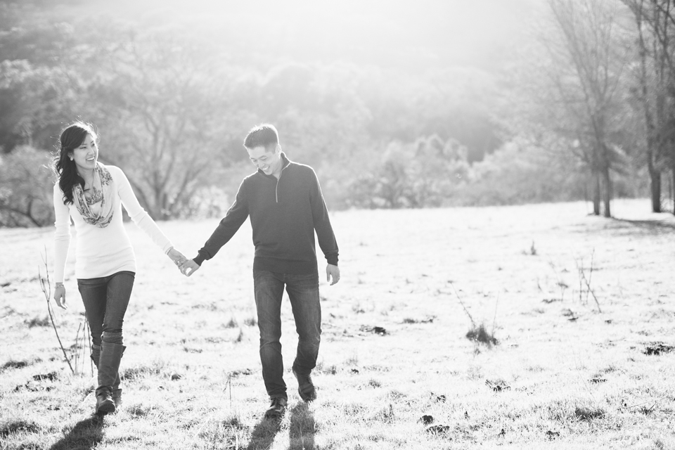 sunol regional park engagement session, post-wedding session, anniversary session, open fields, oak tree, golden light, vintage post-wedding session, cows, east bay wedding photographer, bay area wedding photographer, jasmine lee photography, flower fields