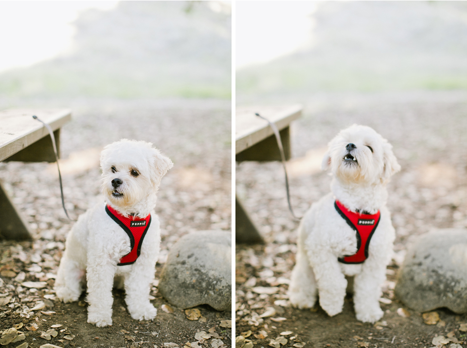 sunol regional park engagement session, post-wedding session, anniversary session, open fields, oak tree, golden light, vintage post-wedding session, cows, east bay wedding photographer, bay area wedding photographer, jasmine lee photography, flower fields