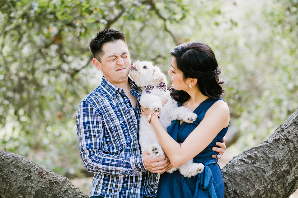 sunol regional park engagement session, post-wedding session, anniversary session, open fields, oak tree, golden light, vintage post-wedding session, cows, east bay wedding photographer, bay area wedding photographer, jasmine lee photography, flower fields