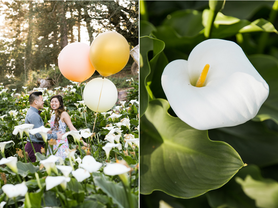 golden gate park engagement session, retro vintage bicycle, weather balloons, golden light, picnic theme engagement, flower fields, calla-lily flower field, stylish couple, bay area wedding photographer, san francisco engagement session, jasmine lee photography