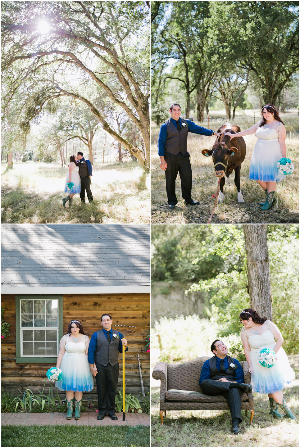 lake county wedding photographer, kelseyville wedding, off beat wedding, cowboy boots, wedding couple with cow, backyard wedding, vintage furniture, oak tree, open fields, blue ombre wedding dress, jasmine lee photography