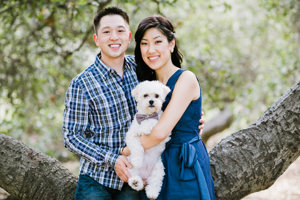 sunol regional park engagement session, post-wedding session, anniversary session, open fields, oak tree, golden light, vintage post-wedding session, cows, east bay wedding photographer, bay area wedding photographer, jasmine lee photography, flower fields