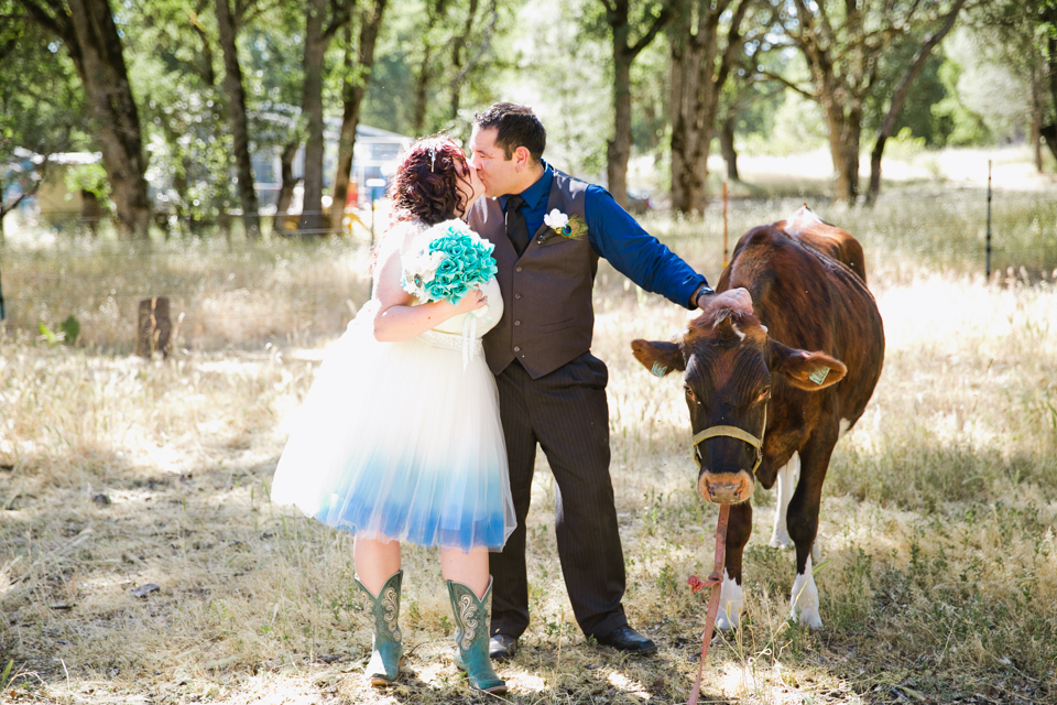 lakeport wedding photography, lake county wedding, clear lake wedding, kelseyville wedding photographer, off beat wedding, diy wedding, private estate wedding, unplugged wedding, wedding paper divas, outdoor rustic wedding, blue ombre themed wedding, blue ombre wedding dress, casual wedding with jeans, baby cow and newlyweds, baby calf, jasmine lee photography