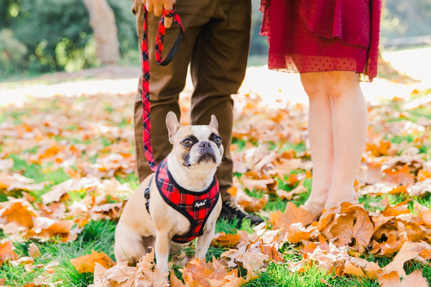 golden_gate_park_fall_foliage_family_004.jpg