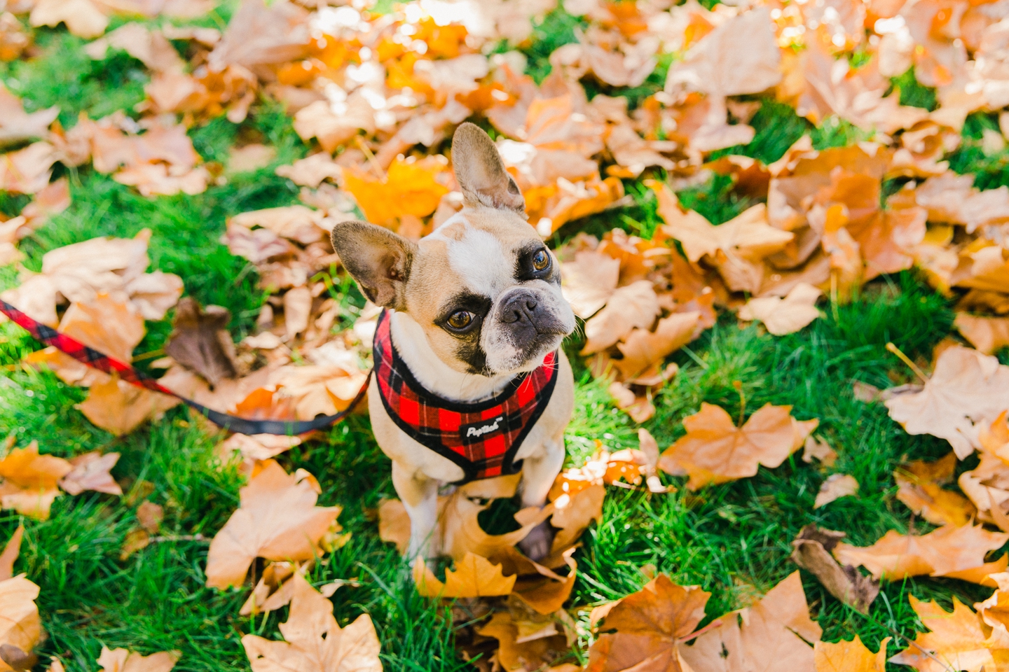 golden_gate_park_fall_foliage_family_008.jpg