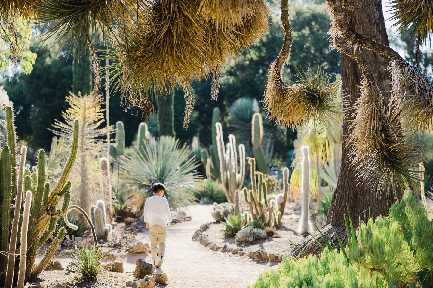 arizona_cactus_garden_stanford_family_016.jpg