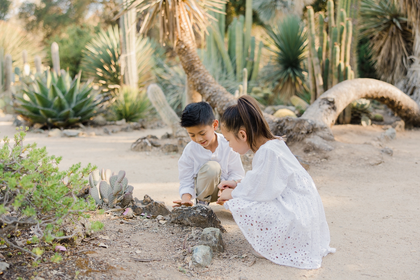 arizona_cactus_garden_stanford_family_025.jpg