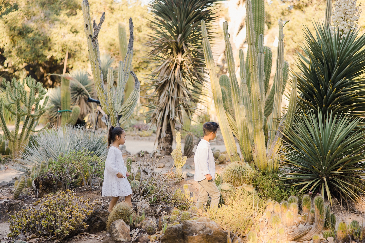 arizona_cactus_garden_stanford_family_032.jpg